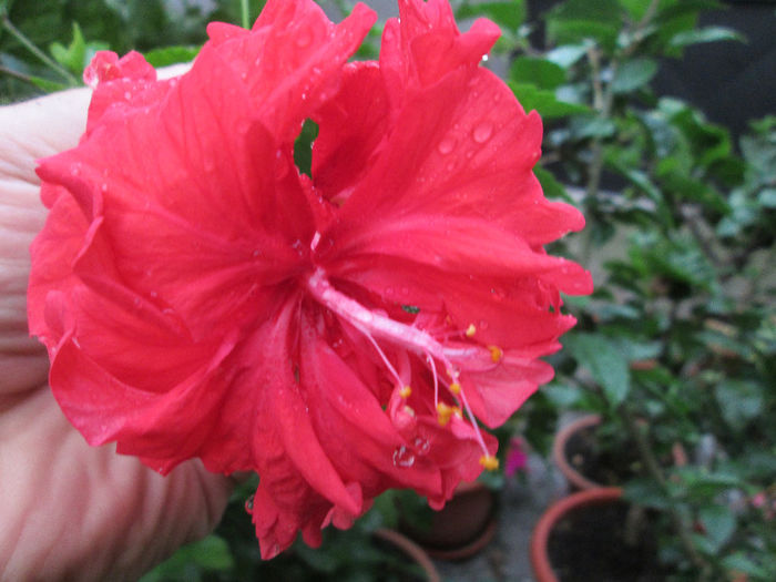 hibiscus - flori august 2013