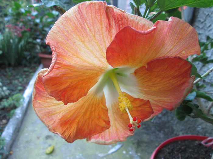 hibiscus - flori august 2013