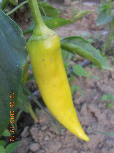 DSCN3954