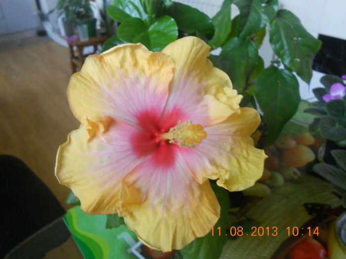 DSCN3976 - Hibi 2012-2013-2014