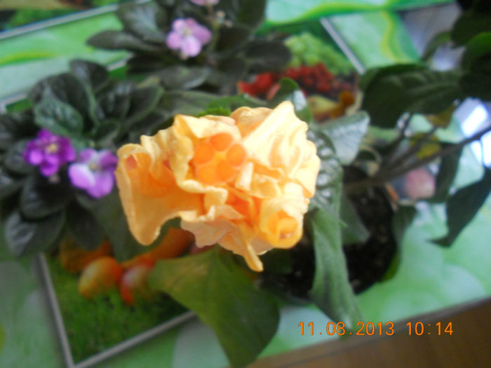 DSCN3977 - Hibi 2012-2013-2014