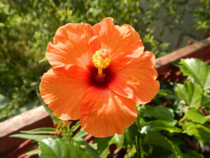Orange Jay in soare de august - hibiscusi de vara si altele