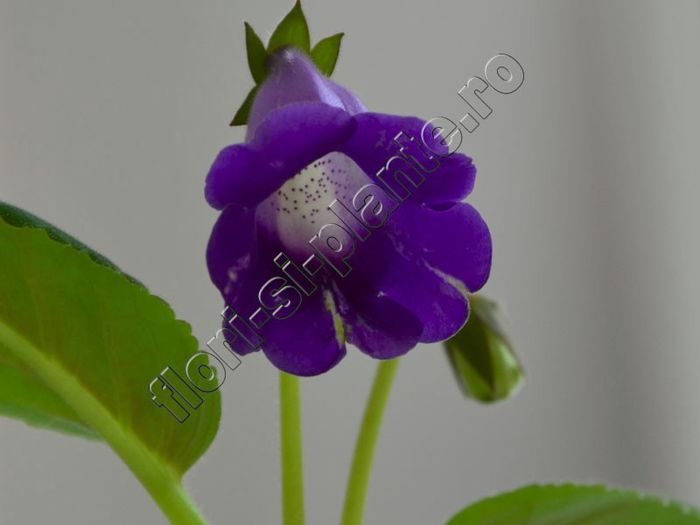 Sinningia Luci s Spots on Ametist Bell - GLOXINIA_SINNINGIA - Hibrizii mei -My hybrids