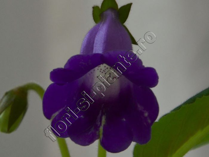 Sinningia Luci s Spots on Ametist Bell