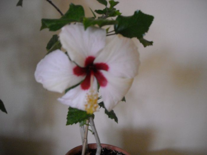 Ibiza - Hibiscus 2013-2