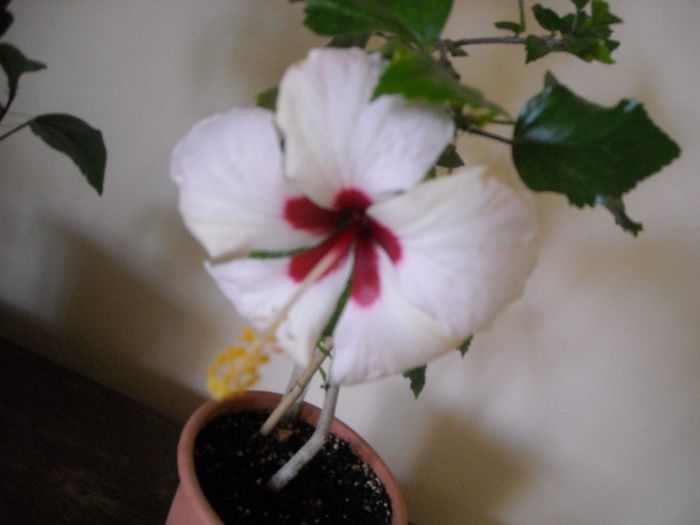 Ibiza - Hibiscus 2013-2