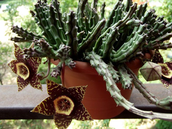 stapelia 02 - Cactusi si suculente