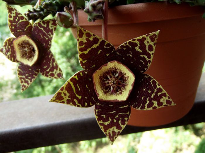 stapelia 03