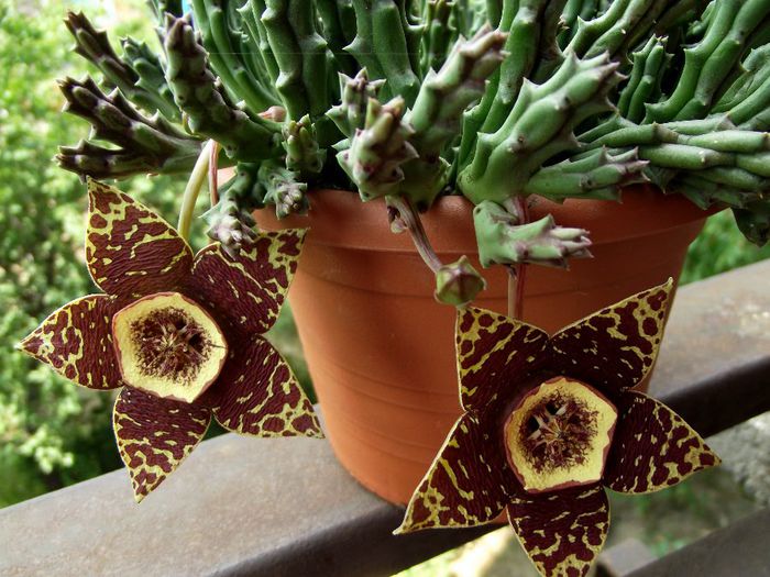 stapelia variegata 04 - Cactusi si suculente
