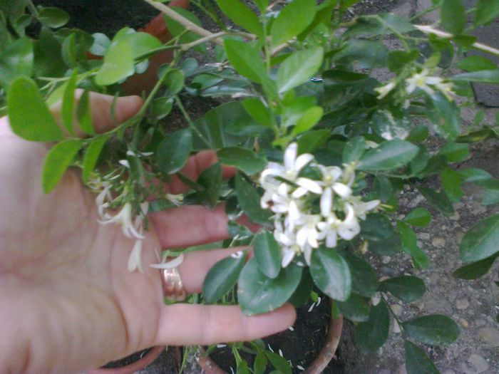Murraya - A-Flori 2013