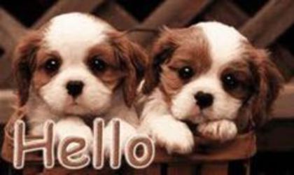 hello - ooo1 -- Say Hello- Here Here -- ooo1