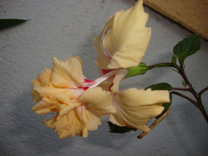  - hibiscusi