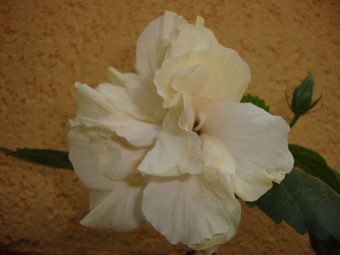  - hibiscusi