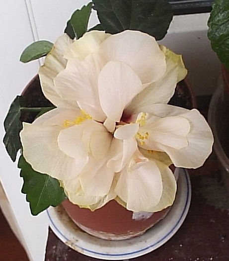 16.08.2013 - Hibiscus 2013