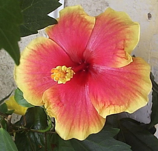 16.08.2013 - Hibiscus 2013