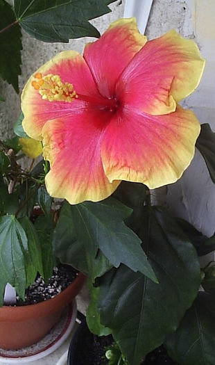 16.08.2013 - Hibiscus 2013