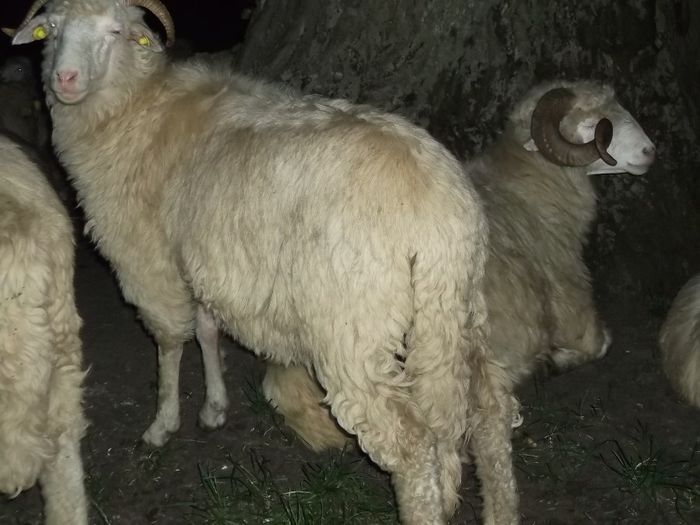 Picture 013 - Bale de Bistrita