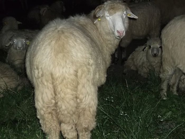 Picture 014 - Bale de Bistrita