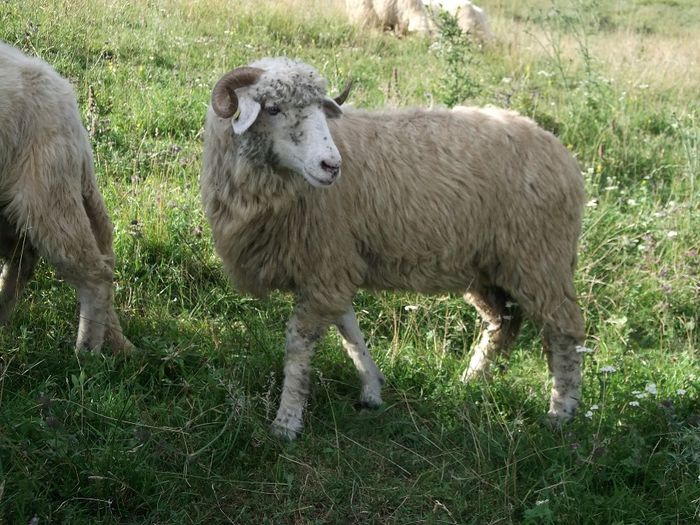 Picture 113 - Bale de Bistrita