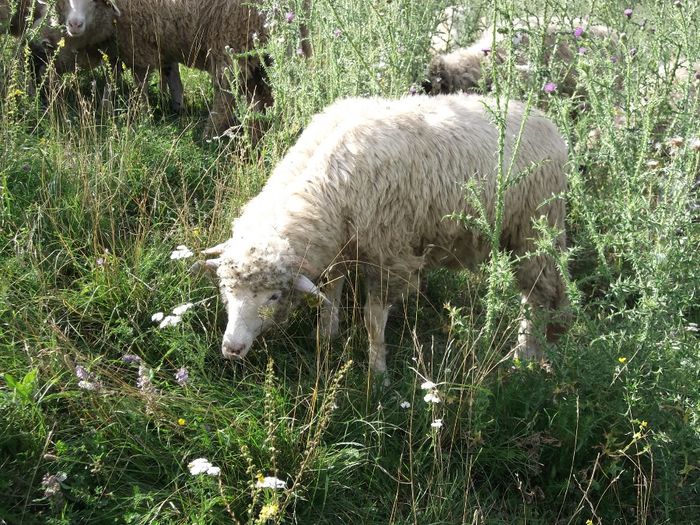 Picture 114 - Bale de Bistrita