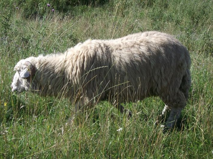 Picture 143 - Bale de Bistrita