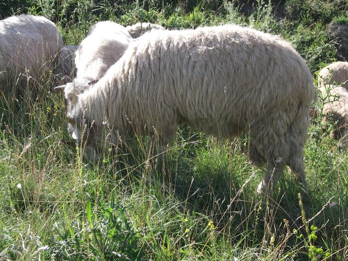 Picture 154 - Bale de Bistrita