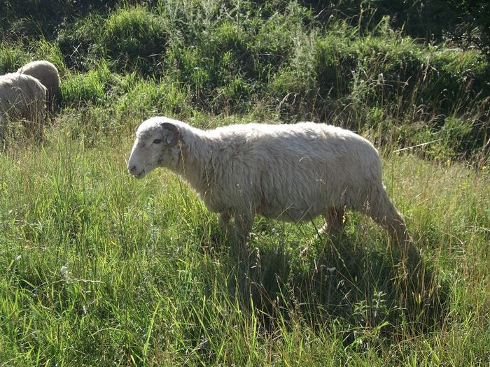 Picture 155 - Bale de Bistrita