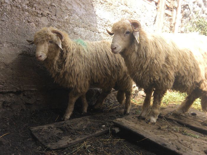 IMG_20130816_115400 - Bale de Bistrita