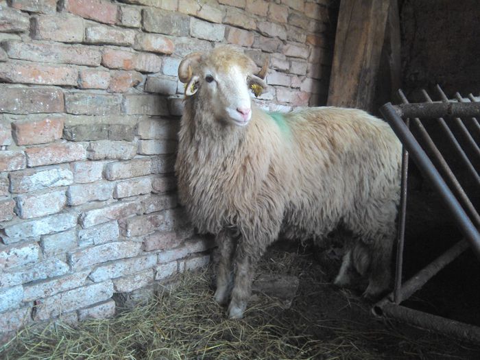 IMG_20130816_111537 - Bale de Bistrita