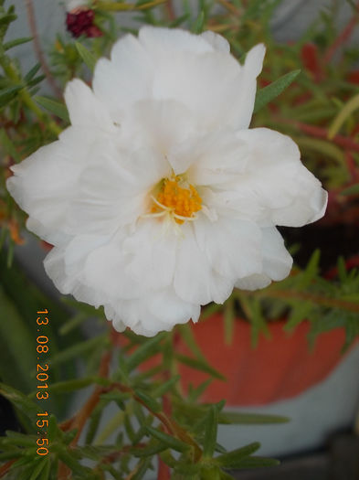 16 august 2013-flori 002
