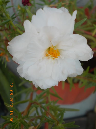16 august 2013-flori 003