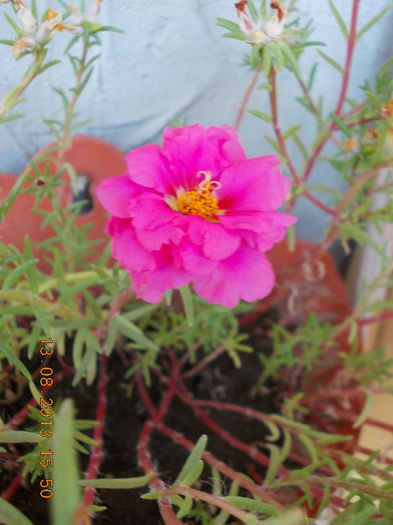 16 august 2013-flori 005