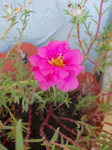 16 august 2013-flori 006