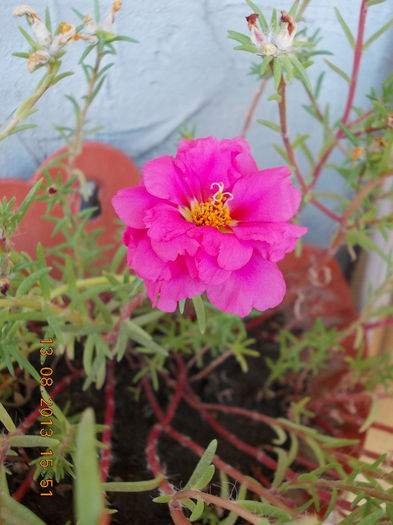16 august 2013-flori 007