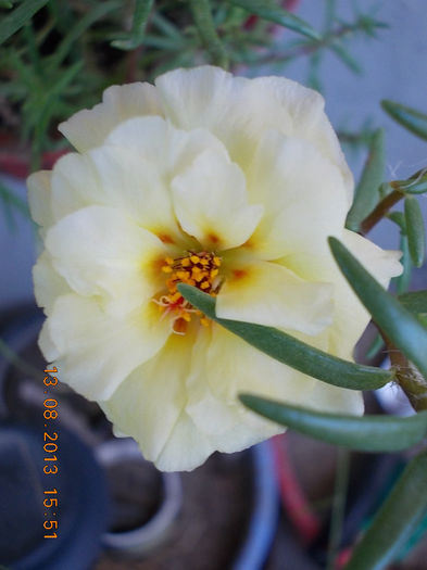 16 august 2013-flori 008