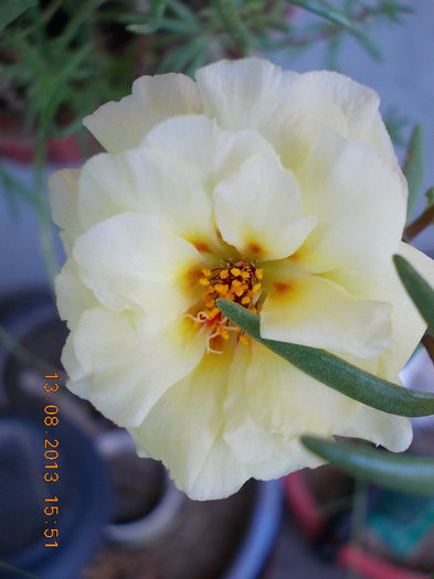16 august 2013-flori 009
