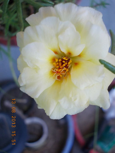 16 august 2013-flori 011