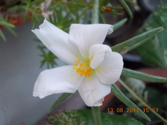 16 august 2013-flori 012