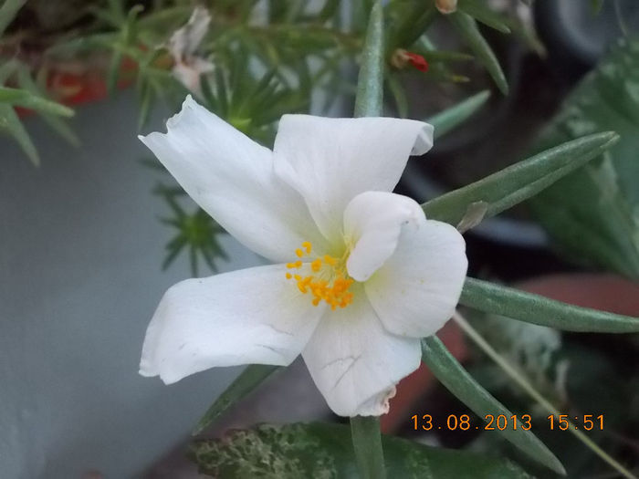 16 august 2013-flori 013