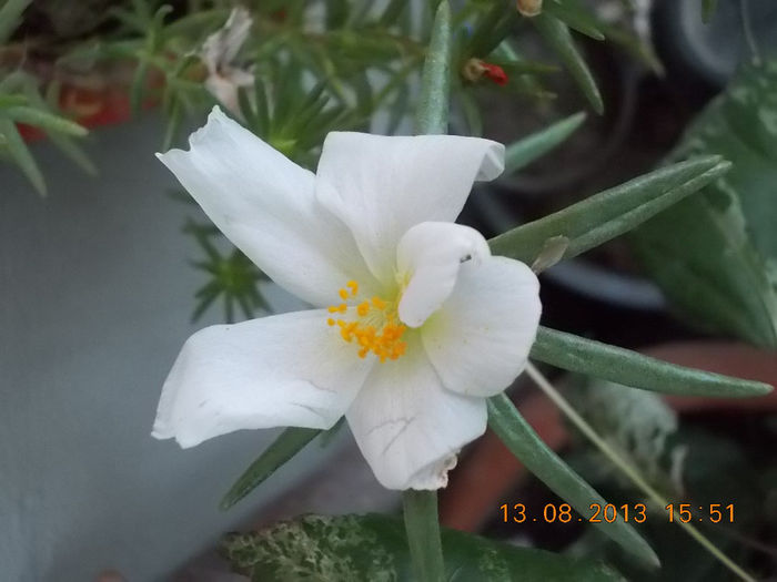 16 august 2013-flori 014