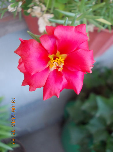 16 august 2013-flori 031