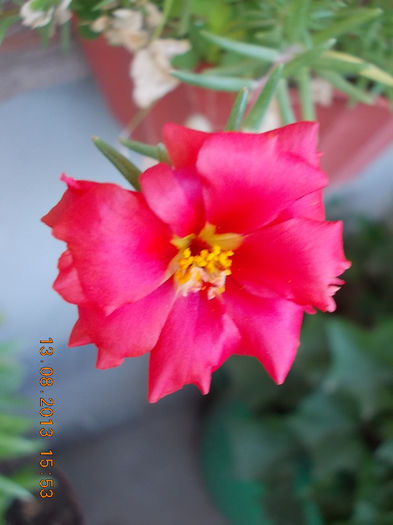 16 august 2013-flori 033