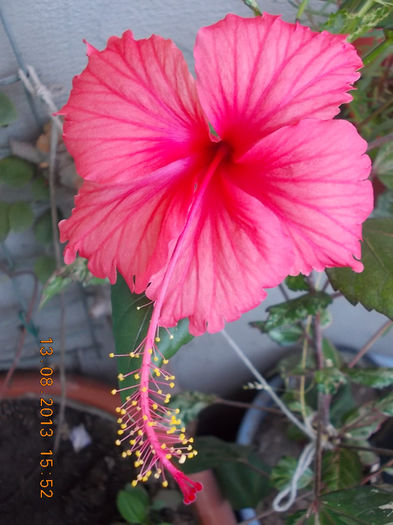 16 august 2013-flori 015