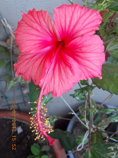 16 august 2013-flori 016