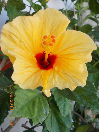 16 august 2013-flori 040 - hibiscus -1