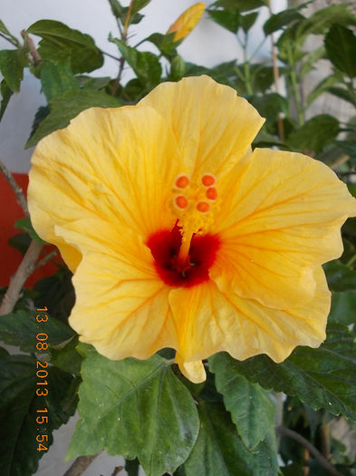 16 august 2013-flori 041 - hibiscus -1