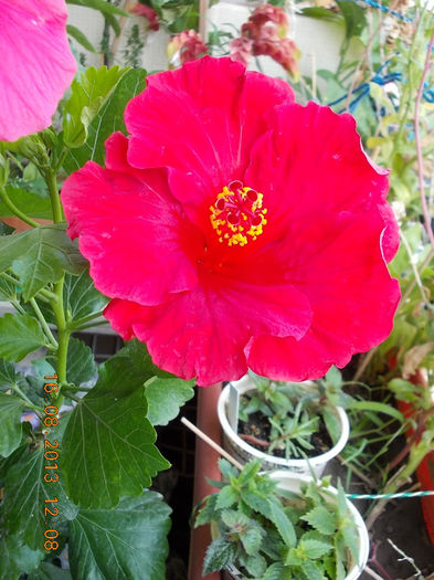 16 august 2013-flori 110