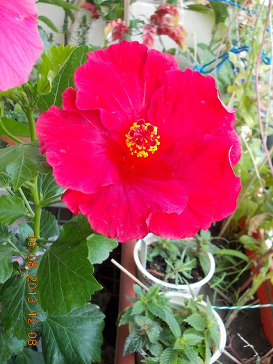16 august 2013-flori 111 - hibiscus -1