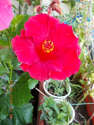 16 august 2013-flori 112 - hibiscus -1