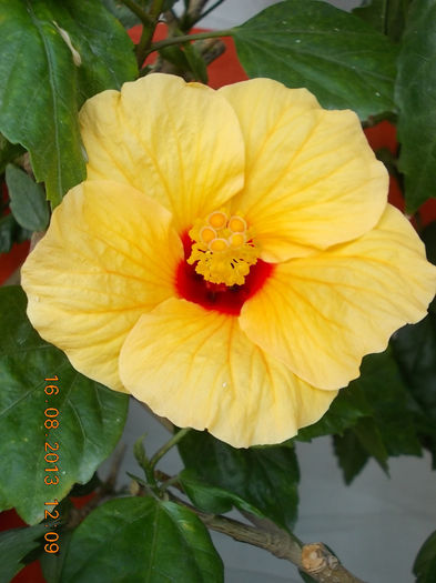 16 august 2013-flori 114 - hibiscus -1